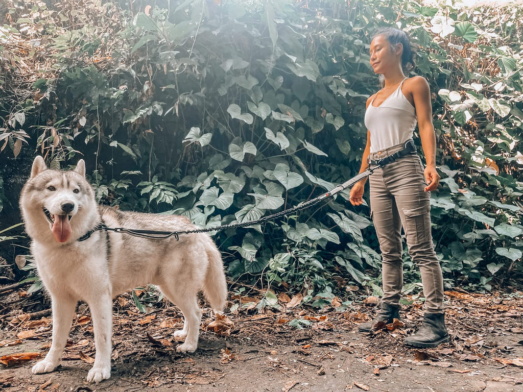 Hands-Free Waist Belt Dog Leash - Adjustable Running Bungee | RoamX Pet