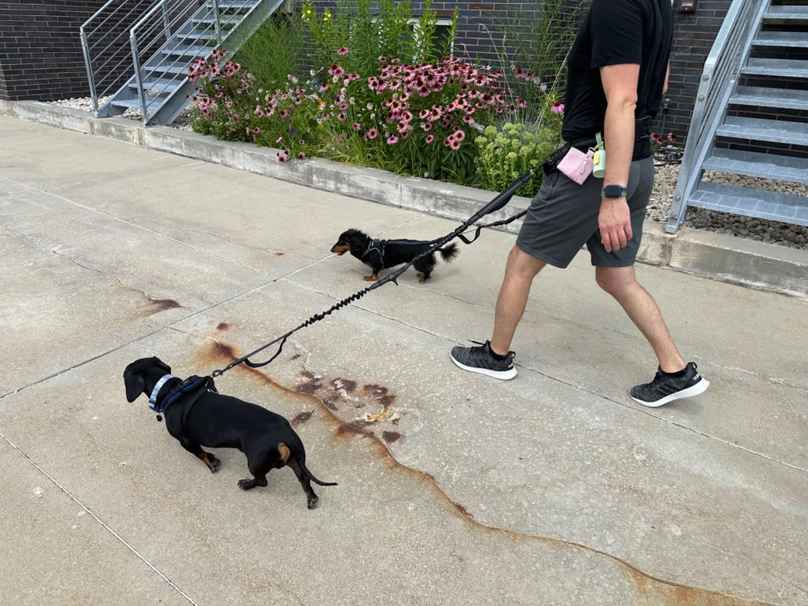 Hands-Free Double Dog Leash with Waist Bag - 2 Dog Bungee | RoamX Pet